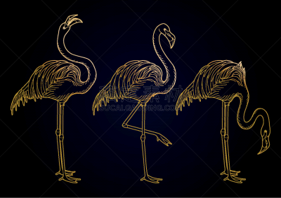 可爱的,插画,火烈鸟,分离着色,轮廓,鸡尾酒,传统,非洲,黄金,收集