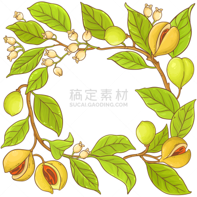 肉豆蔻,枝,边框,清新,香料,食品,芳香疗法,烹调,绘制,花