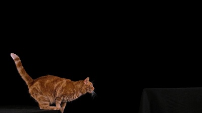 红色斑纹家养猫，成人在黑色背景下跳跃，慢动作 