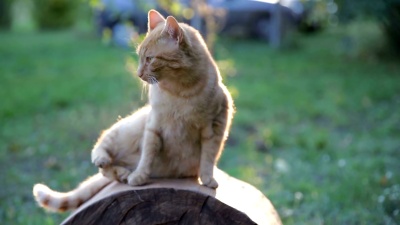 农场户外可爱的姜猫