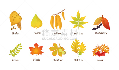 秋天,叶子,矢量,分离着色,四元素,九月,十月,背景分离,阿斯彭