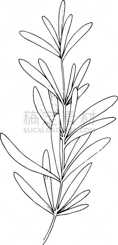 草本,叶子,黑白图片,配方,清新,食品,壁纸,花,烹调