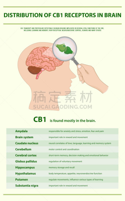受体,信息图表,垂直画幅,脑,健康保健,替代医药,分子,舌下,淋巴系统,神经科学
