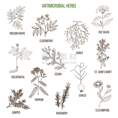 药,草本,动物手,生物学,精力,健康保健,圣约翰草,印度草医学,绘制,布置
