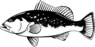 红色,鲶科鱼,生物学,活力,清新,野生动物,食品,佛罗里达,墨西哥,动物