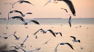 黄昏飞翔的海鸥