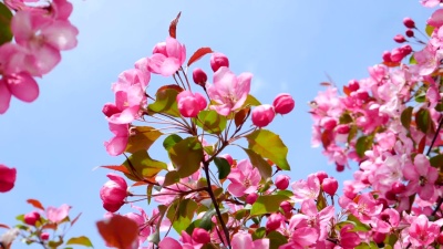 苹果在春天开花。