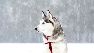 冬天下雪时，西伯利亚哈士奇漫步。