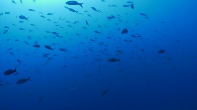 克里奥尔鱼群在海面下游泳
