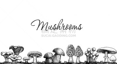 可爱的,国境线,动物手,食用菌,春天,不完全的,清新,收集,绘制,复古