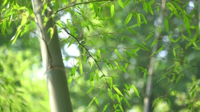 竹林