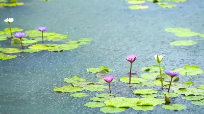 百合池