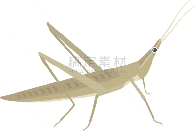 蝗虫,生物学,自然,背景分离,野生动物,图像,大蚱蜢,蚱蜢,生物,动物