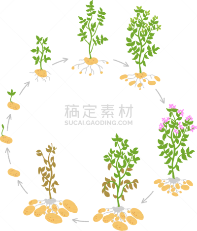 马铃薯,新生活,农作物,生物学家,阶段,圆形,黄色,干的,发展,生长