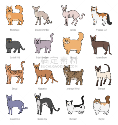 猫,矢量,绘画插图,分离着色,舞台,侧面像,草图,轮廓线画,背景分离,坐