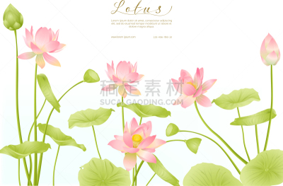 结婚请柬,荷花,模板,华丽的,印度草医学,植物群,婚礼,自然美,春天,莲花