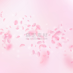 粉色,浪漫,樱之花,花瓣,仅一朵花,白色,清新,时髦的,落下,庆祝