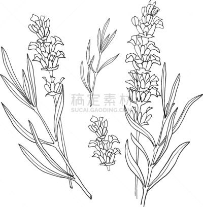熏衣草,植物学,动物手,健康保健,替代医药,化妆用品,植物,绘制,复古,花