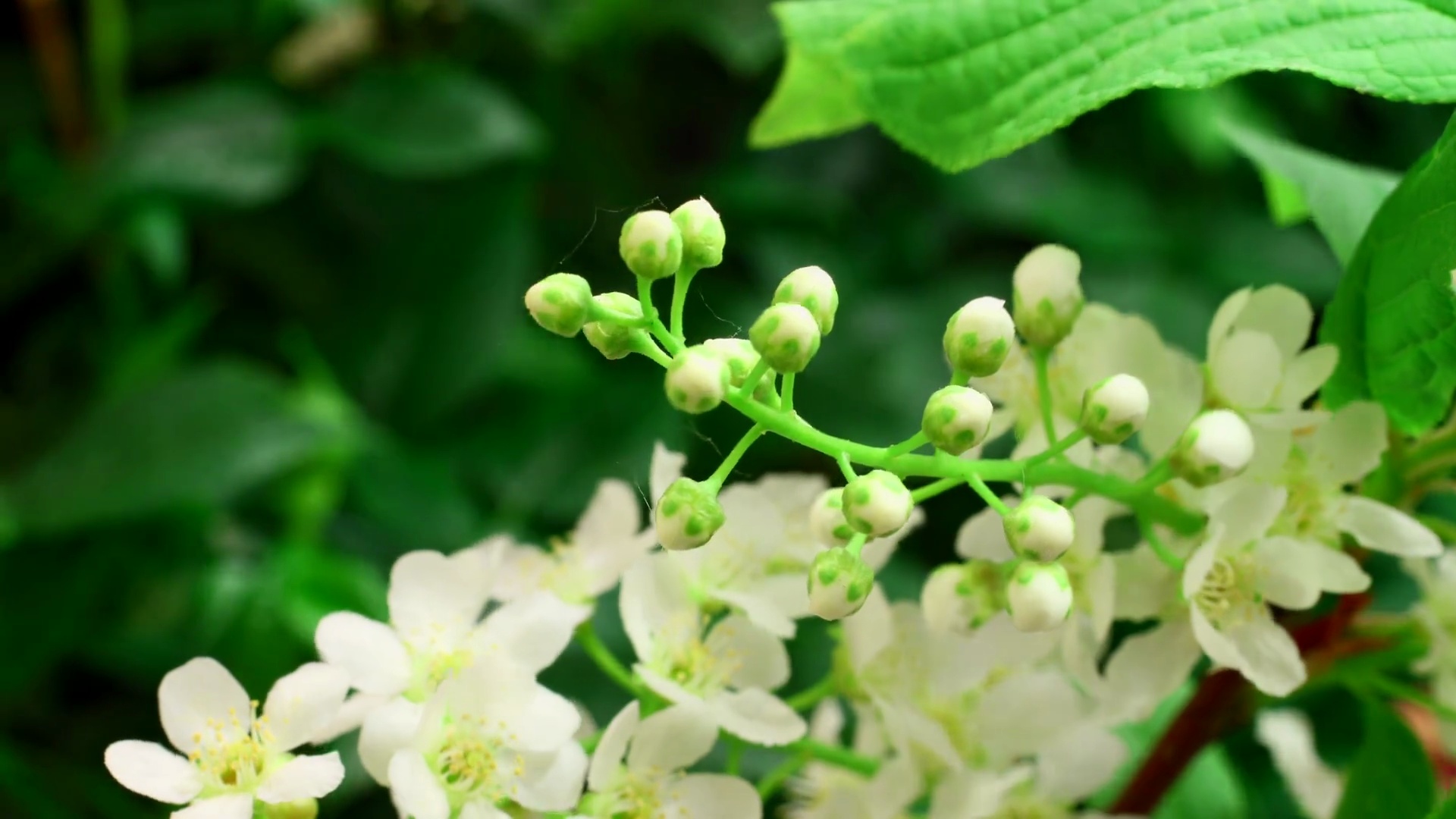 白色小花盛开 预览效果