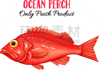 海洋鲈鱼,清新,运动,野生动物,食品,大西洋,动物,水生动植物,烹调,剪影