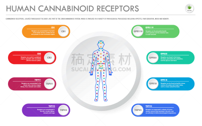 信息图表,水平画幅,商务,受体,人,比较,植物,人类心脏,香熏油,心血管系统