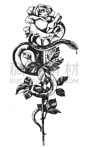 蛇,茎,动物手,玫瑰,高大的,华丽的,铅笔,绘制,缠绕