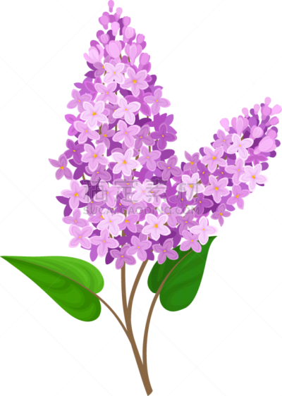 枝,轻的,枝繁叶茂,丁香花,华丽的,清新,植物群,自然美,调味品,装饰物