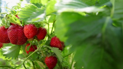 花园里的草莓
