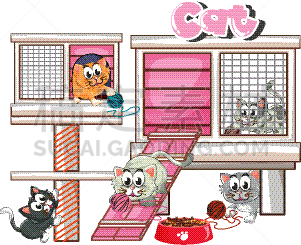 猫,大群动物,分离着色,白色,宠物,鸡尾酒,自然,野生动物,生活方式,图像