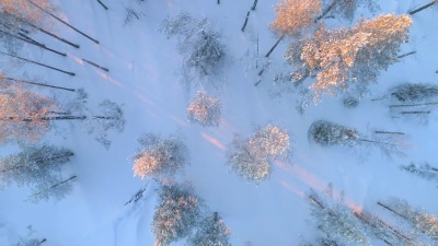 空中顶部向下 冬季日落时分，令人叹为观止的云杉林被新鲜的雪覆盖着
