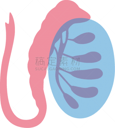 男性生殖系统,生物学,健康保健,睾丸,门诊部,品牌名称,人类的生殖器官,人类腺体,顺序