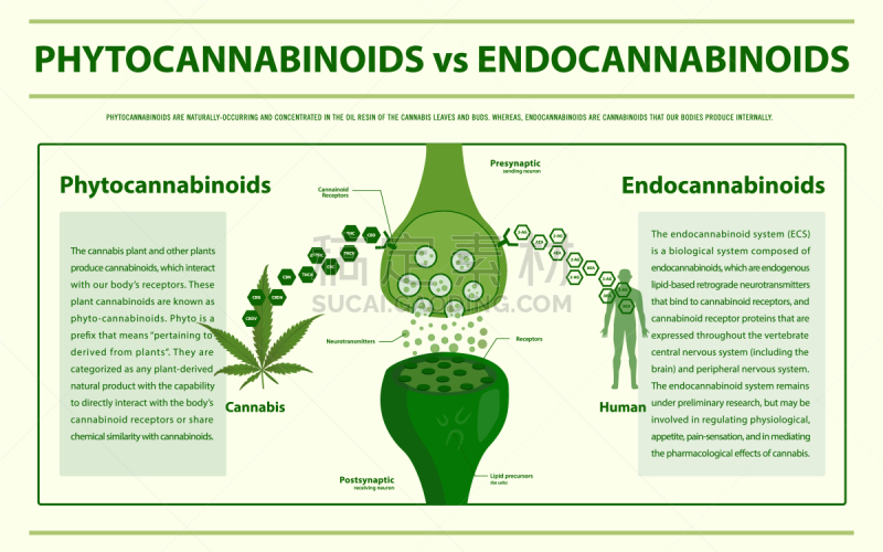 信息图表,分子,受体,淋巴系统,植物,香熏油,炎症,神经系统