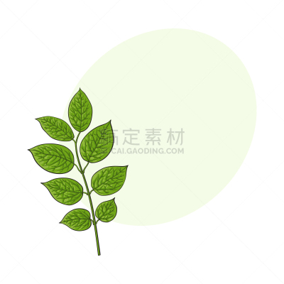 忍冬,自然美,嫩枝,叶子,动物手,分离着色,白色,有机食品,自然,绘制