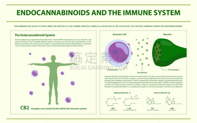 信息图表,水平画幅,免疫系统,抗体,病毒,恶心,植物,人类心脏,香熏油,心血管系统