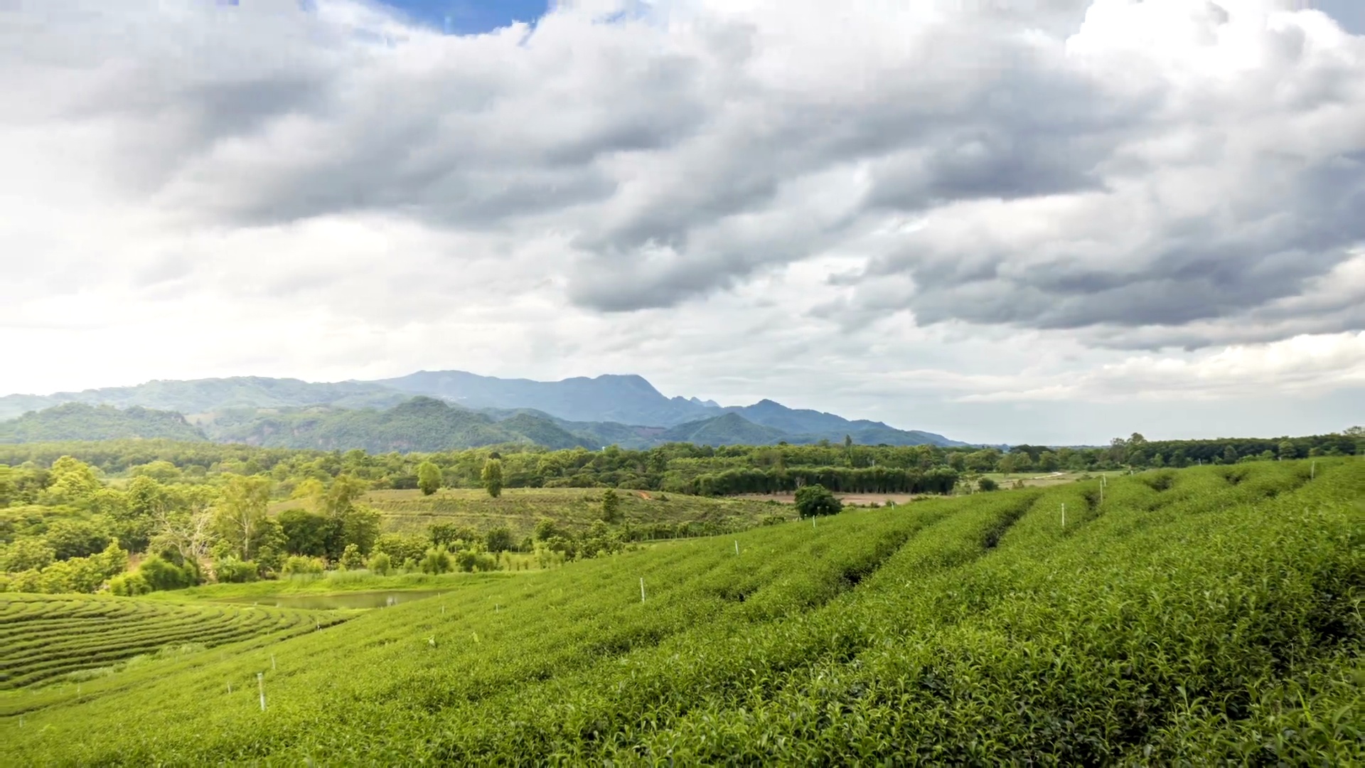 泰国Choui Fong Chiang Rai省美丽云天背景的茶园或茶园的延时摄影