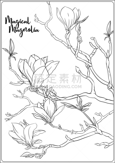 枝,玉兰类,轮廓,书,自然,清新,艺术,花蕾,叶子,春天