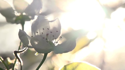太阳花