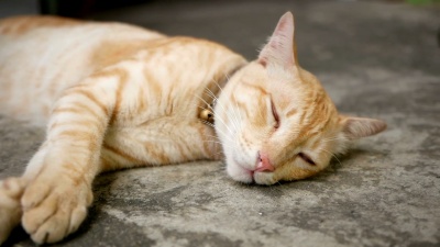 猫睡在地板上