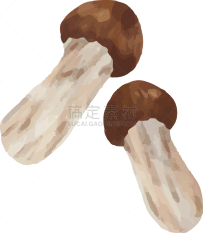 秋天,绘画插图,松茸,蘑菇的结构,菌腮,水彩画颜料,边框,食品,橙色,银杏