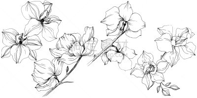 绘画插图,兰花,矢量,植物学,分离着色,背景分离,铅笔,环境,天气,春天