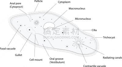 草履虫,生物学,纤毛,微生物学,显微镜,大规模的放大,泰国,细胞,小的,纤毛虫