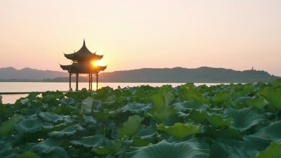日落时西湖亭台附近的莲花田