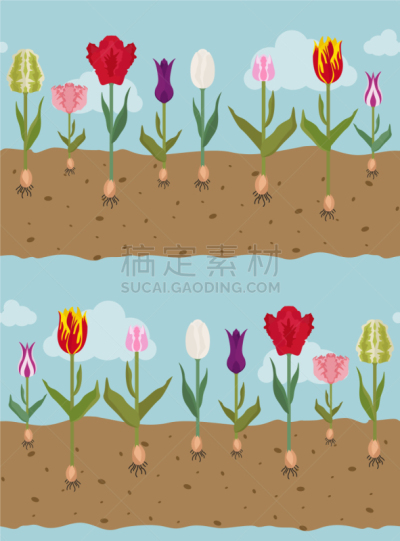 多样,郁金香,平坦的,四方连续纹样,园林,分离着色,白色,信息图表,黄色,红色