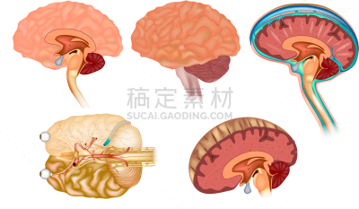人脑,复杂,下丘脑,分离着色,生物学,肺叶,健康保健,人,基础的，基本的