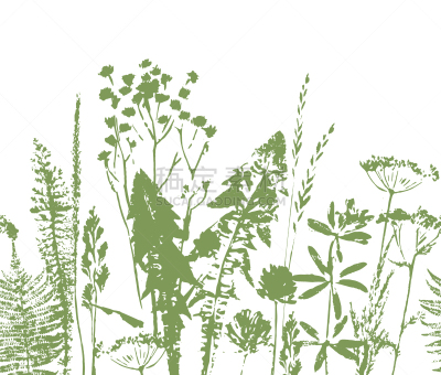 草本,国境线,植物学,四方连续纹样,生物学,纺织品,环境,壁纸,草,装饰物
