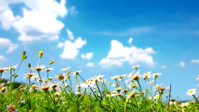 洋甘菊花