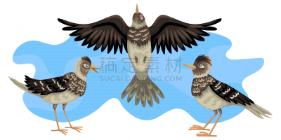 野外动物,绘画插图,矢量,鸟类,百灵鸟,天空,三只动物,背景,飞,迁徙
