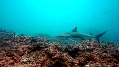 黑尖珊瑚鲨(Carcharhinus Blackopterus)在靠近珊瑚礁游泳，菲律宾群岛，安达曼海，泰国。