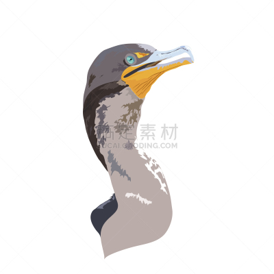 沼泽地国家公园,野生动物,矢量,鸬鹚,国家公园,热带气候,环境,柏树,佛罗里达