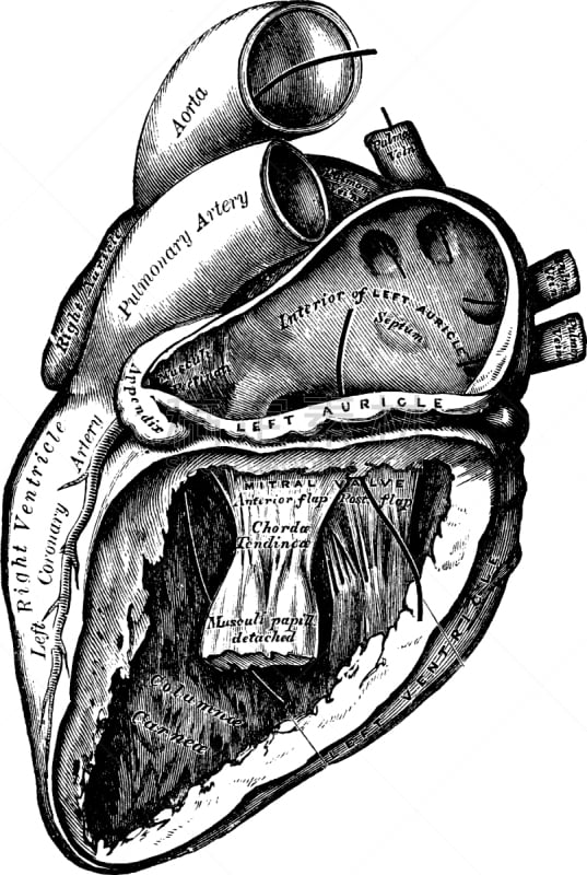 心室,心型,开着的,左耳廓,白色,矢量,人,图像,雕刻图像,黑色
